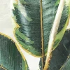 mutoni lifestyle Bild Bold 80X120> Leinwandbilder