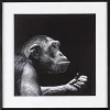 mutoni lifestyle Bild Evidence Ape 49X49> Glasbilder