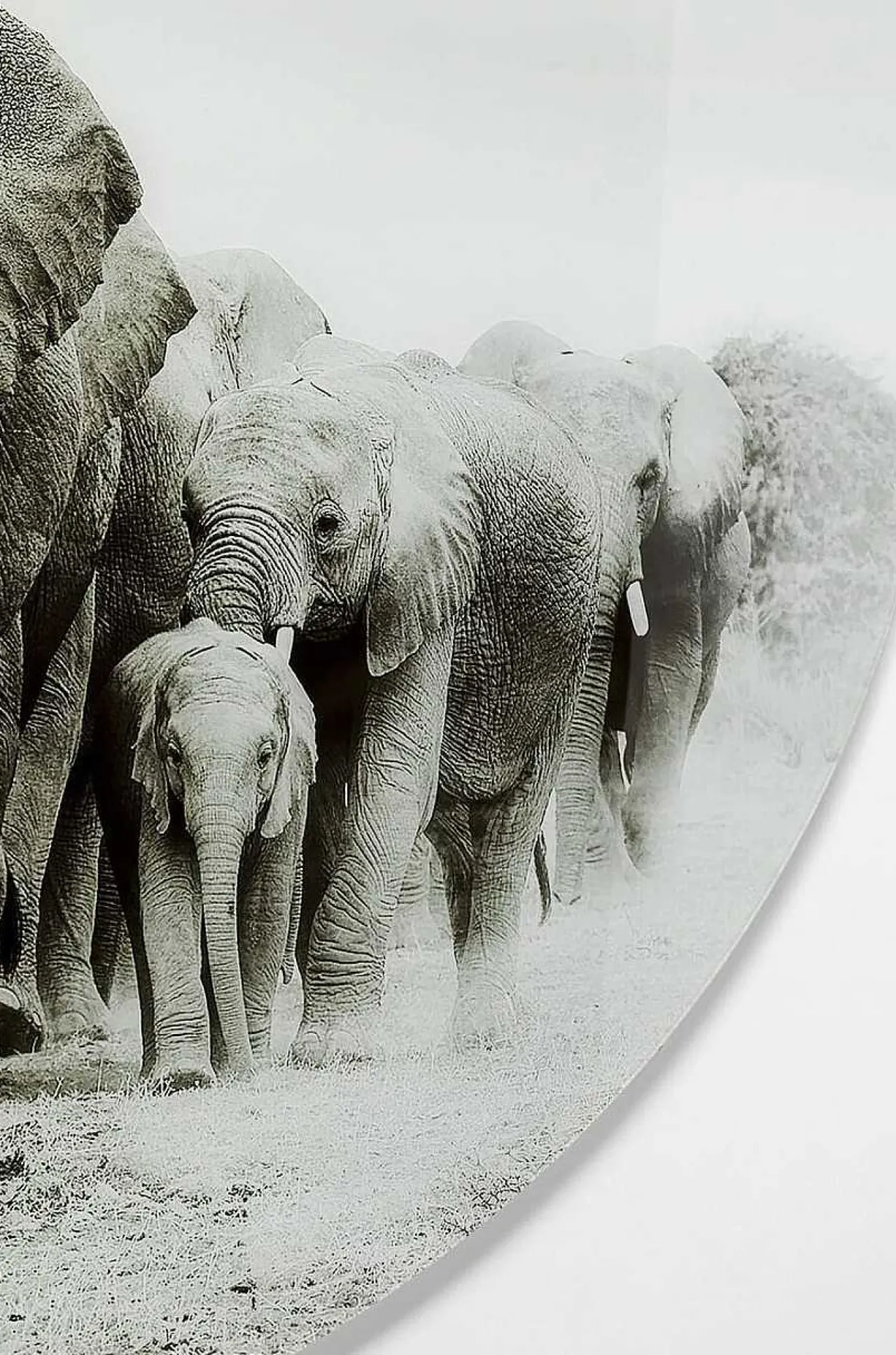 KARE Design Glasbild Elephant Walk Rund 120> Glasbilder